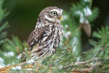 Wall Mural - A curious little owl peeping from the branches of a coniferous tree. Winter wildlife photo with a small owl looking to the right. Athene noctua