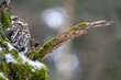 Little owl on a moss tree trunk and smooth creamy background. Winter forest nature with wild small bird. Copy space in the right