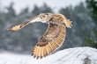 Siberian Eagle Owl flying from right to the left. Closeup photo of the owl with spread wings. Animal winter theme. Bubo bubo sibircus