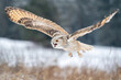 Shouting Siberian Eagle Owl while flying in the winter nature. Bubo bubo sibircus