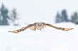Siberian Eagle Owl in the air with a spread wings. Frontal shot of owl in flight. Wildlife animal scene. Bubo bubo sibircus