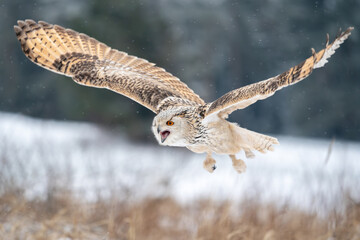 Wall Mural - Shouting Siberian Eagle Owl while flying in the winter nature. Bubo bubo sibircus