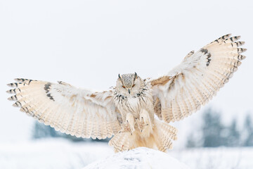 Wall Mural - Siberian Eagle Owl landing down to rock with snow. Landing touch down with widely spread wings in the cold winter. Wildlife animal scene.
