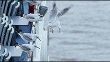 Animal Bird Seagulls On A Boat