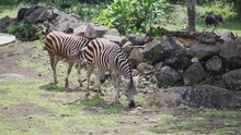 A Group Of Zebras Grazing On Grass