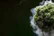 Captivating Cannabis - A Visual Journey into the World of Marijuana created using AI Generative Technology