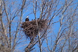 Fototapeta Miasto - bald eagle in nest with three eaglets