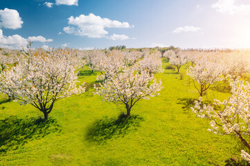 Photo Sur Toile - Perfect view of a blooming spring garden in idyllic sunny day.