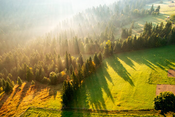 Autocollant - Spectacular misty landscape with sunbeams breaking through the trees.