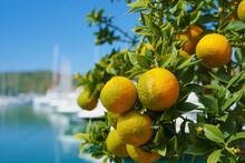 Orange Tangerines Ripen On A Tree, Fruits Against A Blue Bright Sky And A Marina In The Port, Citruses On A Branch, An Idea For A Background Or A Postcard About A Vacation