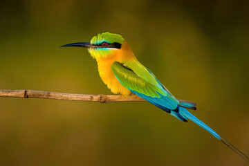 Blue-tailed Bee-eater on branch on green natural background. digital ai art