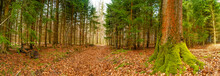 Panoramic View Over A Forest Track In Magical Deciduous And Pine Forest With Ancient Aged Trees Covered With Moss, Germany, At Warm Sunset Spring Evening