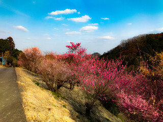 Japan_Higashi Chichibu Village_Hana peach2