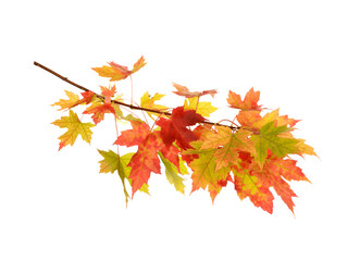 branch of maple tree with red and yellow leaves, maple leaves isolated on white. png