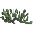 3d illustration of opuntia ficus indica bush isolated on transparent background