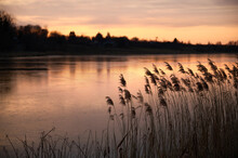 Water Reed On The Background Of The Lake At Sunset