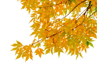 Wall Mural - Branch Of Maple Tree PNG. autumn leaves isolated on white