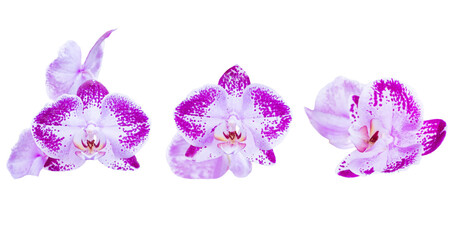 Wall Mural - Set of three orchid flowers in PNG isolated on transparent background