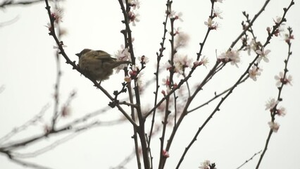 Poster - sparrows are on the branch of a blossoming tree