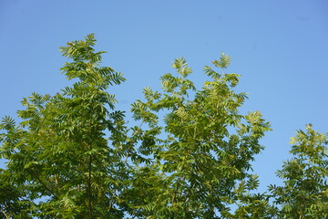 green leaves against blue sky