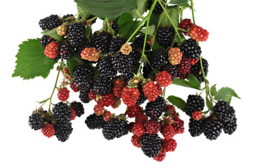 Wall Mural - Blackberry bunch