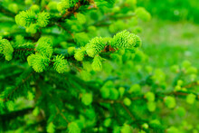 Background From Evergreen Spruce Branches, Soft Focus. Growed Young Fir Tree For Publication, Poster, Screensaver, Wallpaper, Banner, Cover, Post, Website. High Quality Photo