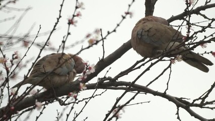 Poster - pigeons are sitting on a tree branch