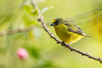  Yellow-throated Euphonia - Euphonia hirundinacea, beautiful yelow and black perching bird from Latin America forests and woodlands, Volcán, Panama.