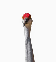 Wall Mural - Sandhill Crane - Grus canadensis pratensis - front head Profile looking towards camera Isolated cutout on white background