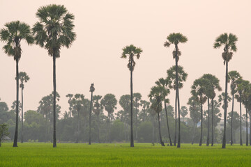 Wall Mural - Picture of the view of many sugar palm trees in the middle of the green rice fields. at Sam Khok District Pathum Thani Province, Thailand, taken on March 9, 2023.