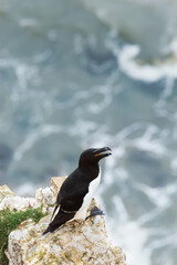 Wall Mural - close up of a razorbill nesting on a cliff edge
