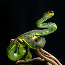 Green Viper Snake In Close Up
