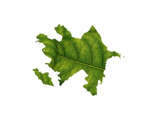 azerbaijan map is made of green leaves isolated on white background
