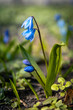 Niebieskie wiosenne kwiaty