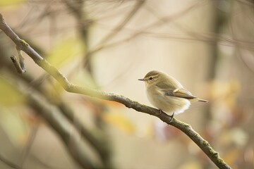 Canvas Print - The common chiffchaff (Phylloscopus collybita) is perched on a branch. Fall in the woods. Generative AI