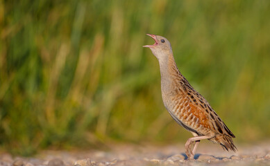 Corn crake - male bird at a meadow in the beginning of the summer