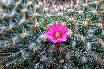 Wall Mural - cactus flower in the desert. the first bloom of this cactus happened to be on the first day of sprin