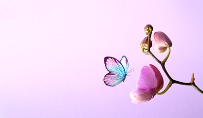 Wall Mural - branch of tropical orchids and butterfly on pink background.