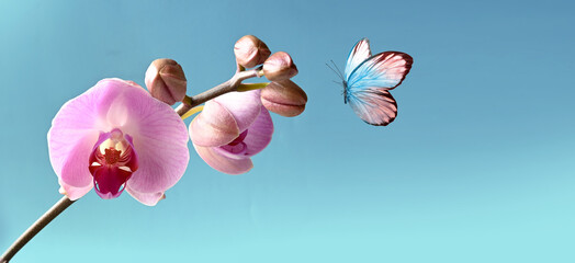 Wall Mural - branch of tropical orchids and butterfly on blue background.