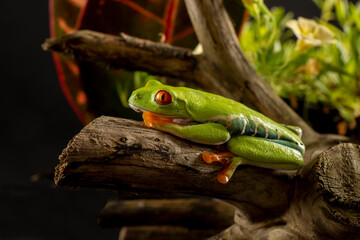 Wall Mural - A tree frog is any species of frog that spends a major portion of its lifespan in trees. Red eyed tree frog