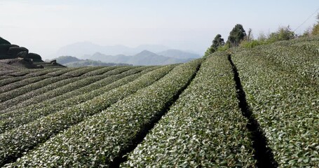 Canvas Print - Tea field in Shizhuo Trails at Alishan of Taiwan