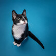 Cute tuxedo kitten sitting looking up and to the right on a blue background.