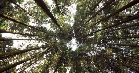 Sticker - Low angle view of the forest canopy