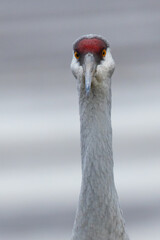 Canvas Print - Close-up of a Sandhill crane, seen in the wild in a North California marsh 