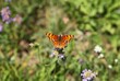 © Nikki - Hoary Comma (Polygonia gracilis) orange butterfly in Beartooth Mountains, Montana