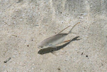 Spotted Dart In Clean Shallow Water - 01