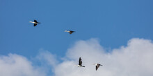 Four (4) Cormorants Flying In Front Of Fluffy White Clouds On A Blue Sky Day In The Northern Beaches Of Sydney, Australia