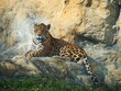 A jaguar relaxes on a rock during the day