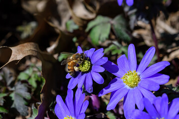 Honeybee with pollen pellets and covered in white pollen feeding on Anemone Blanda flowers. The plant native to southeastern Europe, Turkey, Lebanon, and Syria. It is an herbaceous tuberous perennial.