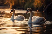 A Pair Of Swans Swimming In The Water As The Sun Was Setting. Generative AI